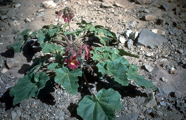 Представитель Семейства Pedaliaceae